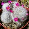 Vai alla scheda di Mammillaria laui ssp. dasyacantha