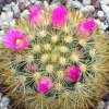 Vai alla scheda di Mammillaria laui ssp. subducta