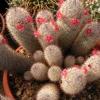 Vai alla scheda di Mammillaria leona