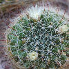 Vai alla scheda di Mammillaria leucantha