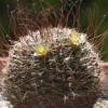 Vai alla scheda di Mammillaria lewisiana