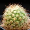 Vai alla scheda di Mammillaria limonensis