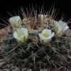 Vai alla scheda di Mammillaria linaresensis