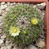 Vai alla scheda di Mammillaria lindsayi