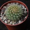 Vai alla scheda di Mammillaria lindsayi f. narlinii