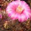 Vai alla scheda di Mammillaria longiflora