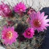 Vai alla scheda di Mammillaria longiflora ssp. stampferi