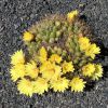 Vai alla scheda di Mammillaria longimamma f. cristata