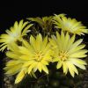 Vai alla scheda di Mammillaria longimamma v. uberiformis