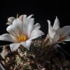 Vai alla scheda di Mammillaria louisae