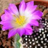 Vai alla scheda di Mammillaria luethyi