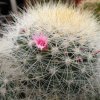 Vai alla scheda di Mammillaria machucae