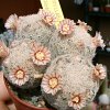 Vai alla scheda di Mammillaria magallanii