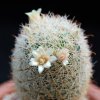 Vai alla scheda di Mammillaria magallanii v. hamatispina