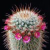 Vai alla scheda di Mammillaria magnifica