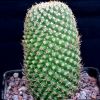 Vai alla scheda di Mammillaria magnifica f. brevispina