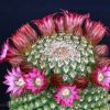 Vai alla scheda di Mammillaria magnifica f. inermis