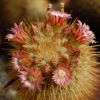 Vai alla scheda di Mammillaria magnifica v. minor