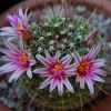 Vai alla scheda di Mammillaria mainiae