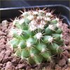 Vai alla scheda di Mammillaria mammillaris