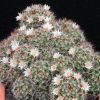 Vai alla scheda di Mammillaria marcosii