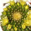 Vai alla scheda di Mammillaria marksiana