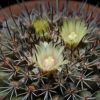 Vai alla scheda di Mammillaria marshalliana