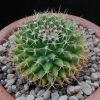 Vai alla scheda di Mammillaria matehuala