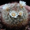 Vai alla scheda di Mammillaria mathildae