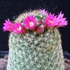 Vai alla scheda di Mammillaria matudae