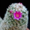 Vai alla scheda di Mammillaria matudae v. serpentiformis