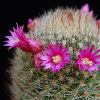 Vai alla scheda di Mammillaria matudae v. spinosior