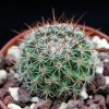 Vai alla scheda di Mammillaria maycobensis