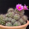 Vai alla scheda di Mammillaria mazatlanensis