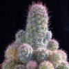 Vai alla scheda di Mammillaria mazatlanensis ssp. patonii