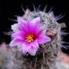 Vai alla scheda di Mammillaria mazatlanensis v. monocentra