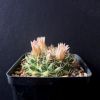 Vai alla scheda di Mammillaria meiacantha