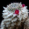 Vai alla scheda di Mammillaria meissneri