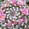 Vai alla scheda di Mammillaria melanocentra