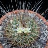 Vai alla scheda di Mammillaria melanocentra ssp. linaresensis