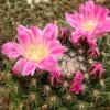 Vai alla scheda di Mammillaria melanocentra ssp. rubrograndis