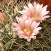 Vai alla scheda di Mammillaria melanocentra v. rosea