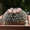 Vai alla scheda di Mammillaria melispina