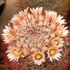 Vai alla scheda di Mammillaria mercadensis