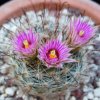 Vai alla scheda di Mammillaria meridiorosei