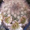 Vai alla scheda di Mammillaria mexicensis