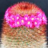 Vai alla scheda di Mammillaria meyranii