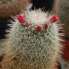 Vai alla scheda di Mammillaria meyranii v. michoacana