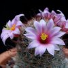 Vai alla scheda di Mammillaria microcarpa