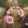 Vai alla scheda di Mammillaria microcarpa v. auricarpa